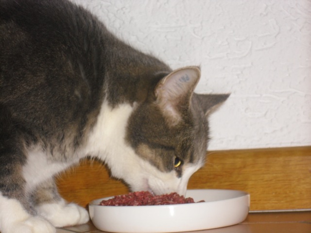 Tierheilpraktiker Ausbildung Ernährung der Katze