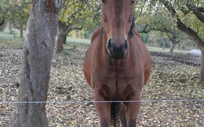 Sommerekzem des Pferdes – heilbar mit Homöopathie ?