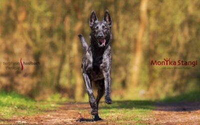 Probleme des Bewegungsapparats beim Hund frühzeitig erkennen. Seminar für Tierheilpraktiker